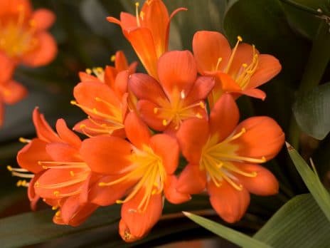 orange flowers near nau biological sciences building in garden